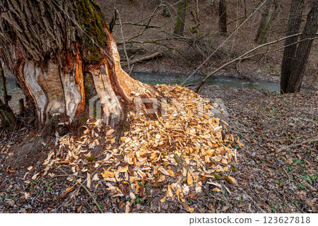 beaver-chewed tree trunks in the forest next to a stream. beaver-chewed tree trunks in the forest next to a stream. 123627818