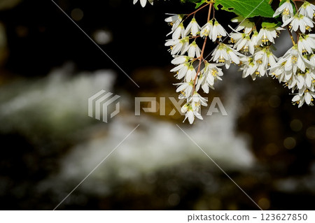 白色的花朵和小溪 白色的花朵和小溪 123627850