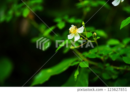 白花 白花 123627851