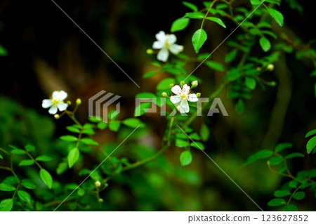 白花 白花 123627852