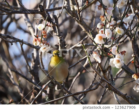 Mejiro吮吸梅花的蜂蜜 Mejiro吮吸梅花的蜂蜜 123627906
