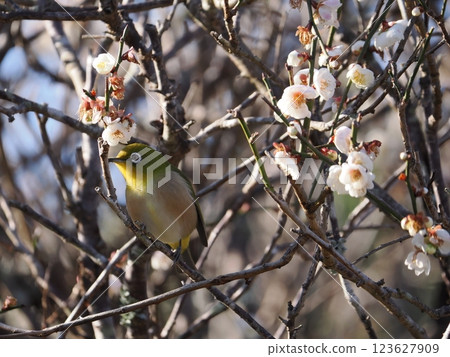 Mejiro吮吸梅花的蜂蜜 Mejiro吮吸梅花的蜂蜜 123627909