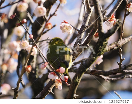 Mejiro吮吸梅花的蜂蜜 123627917