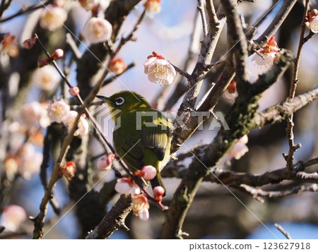 Mejiro吮吸梅花的蜂蜜 Mejiro吮吸梅花的蜂蜜 123627918