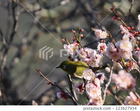 White-eye that sucks the nectar of plum blossoms 123627934