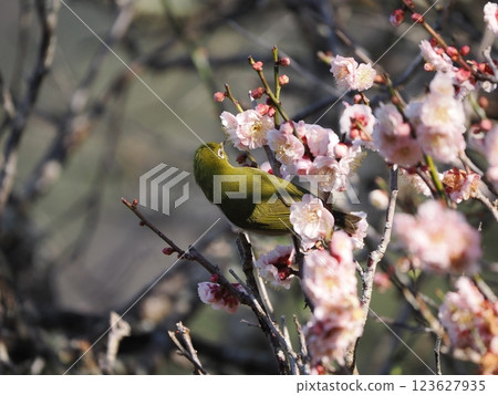 Mejiro吮吸梅花的蜂蜜 123627935