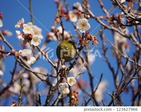 White-eye that sucks the nectar of plum blossoms 123627966