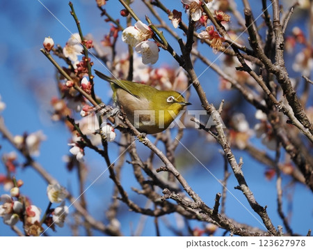 White-eye that sucks the nectar of plum blossoms 123627978