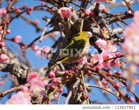 White-eye that sucks the nectar of plum blossoms White-eye that sucks the nectar of plum blossoms 123627981
