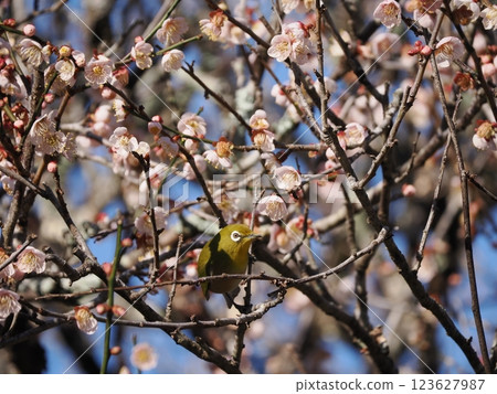 White-eye that sucks the nectar of plum blossoms White-eye that sucks the nectar of plum blossoms 123627987