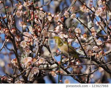 White-eye that sucks the nectar of plum blossoms 123627988