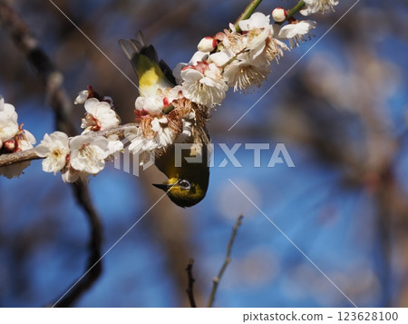White-eye that sucks the nectar of plum blossoms White-eye that sucks the nectar of plum blossoms 123628100