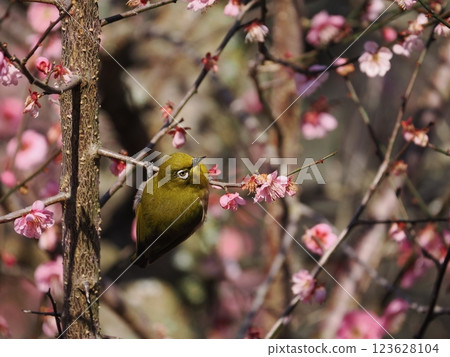Mejiro吮吸梅花的蜂蜜 Mejiro吮吸梅花的蜂蜜 123628104
