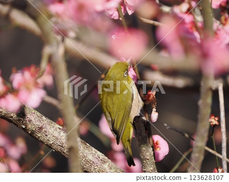 White-eye that sucks the nectar of plum blossoms 123628107
