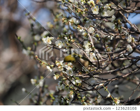 White-eye that sucks the nectar of plum blossoms 123628108