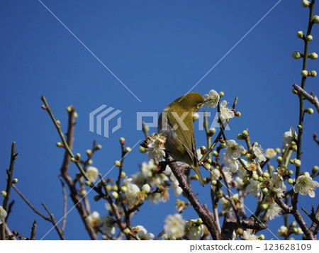 White-eye that sucks the nectar of plum blossoms 123628109
