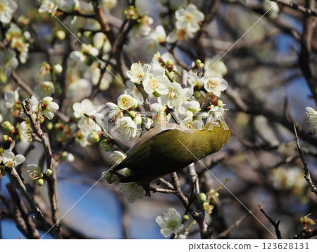 White-eye that sucks the nectar of plum blossoms 123628131