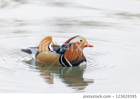 Mandarin Duck bird 123628395