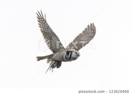 Northern hawk owl 123628408