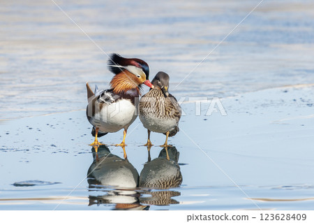 Mandarin Duck bird 123628409