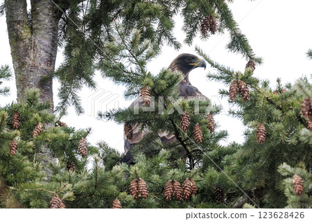 Golden eagle Golden eagle 123628426