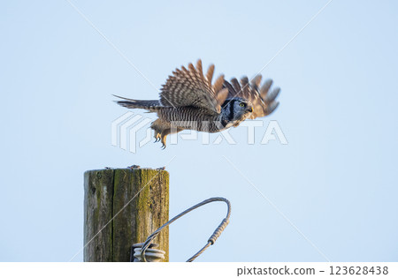 Northern hawk owl Northern hawk owl 123628438