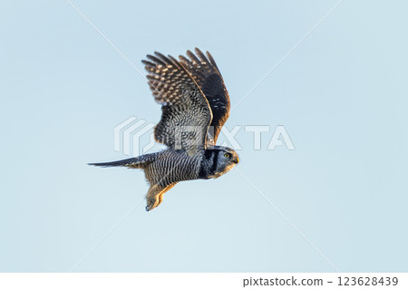 Northern hawk owl Northern hawk owl 123628439