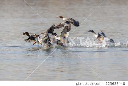Common Merganser bird 123628448