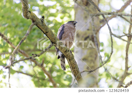Cooper's hawk bird 123628459