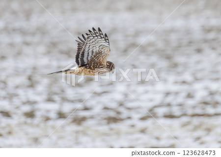 Northern Harrier bird Northern Harrier bird 123628473