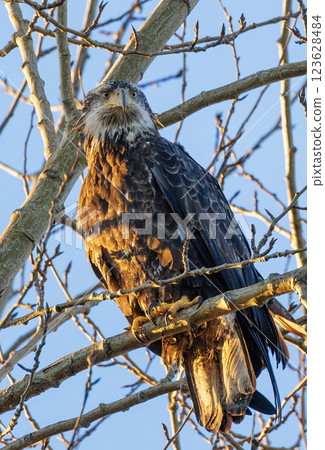 Bald eagle bird Bald eagle bird 123628484