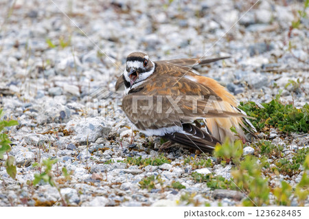 killdeer bird 123628485