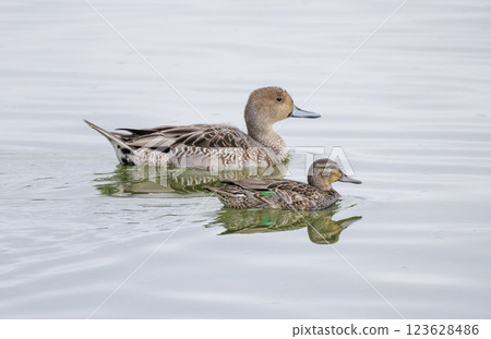 Northern pintail and Green-winged Teal Northern pintail and Green-winged Teal 123628486