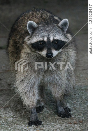 Raccoon Raccoon 123628487