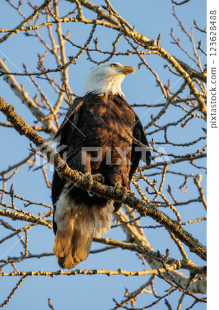 Bald eagle bird Bald eagle bird 123628488