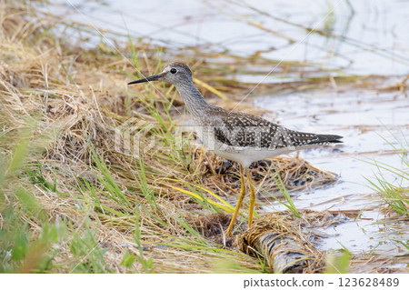 Lesser yellowlegs bird Lesser yellowlegs bird 123628489