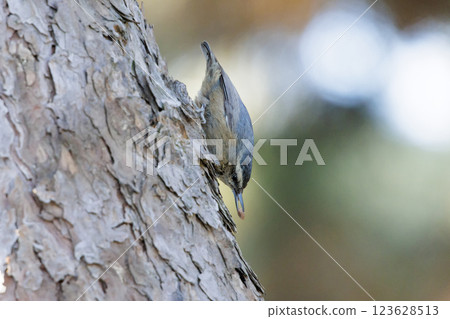 Eurasian Nuthatch bird 123628513