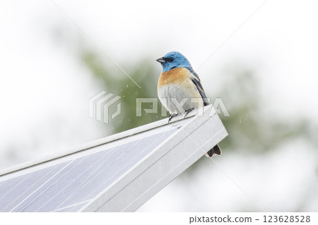 Lazuli bunting bird Lazuli bunting bird 123628528