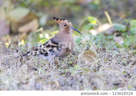 Eurasian Hoopoe bird Eurasian Hoopoe bird 123628529