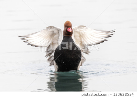Red crested Pochard 123628554