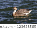 Swan Goose bird 123628565