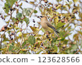 Cedar waxwing bird 123628566