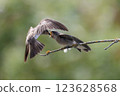 Northern Rough-winged Swallow bird 123628568