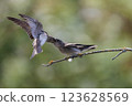 Northern Rough-winged Swallow bird 123628569