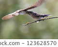 Northern Rough-winged Swallow bird 123628570