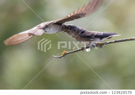 Northern Rough-winged Swallow bird 123628570