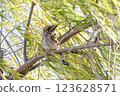 Long eared owl 123628571