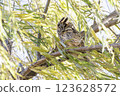 Long eared owl 123628572