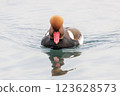 Red crested Pochard 123628573
