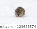 Brown rat 123628574
